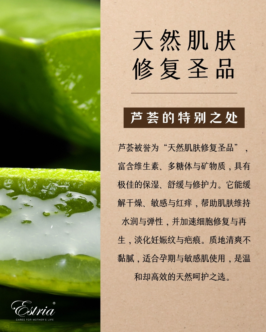Fresh Aloe Vera