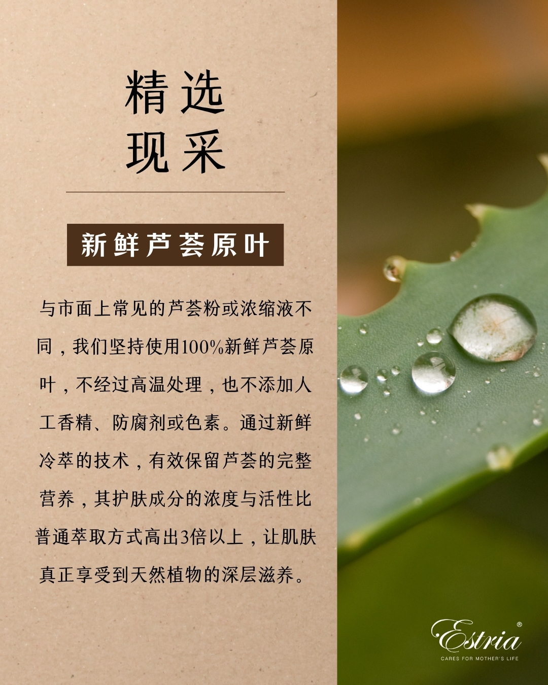 Fresh Aloe Vera